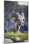 Bighorn sheep, Glacier National Park, Montana, USA-Yitzi Kessock-Mounted Photographic Print