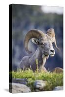 Bighorn sheep, Glacier National Park, Montana, USA-Yitzi Kessock-Stretched Canvas