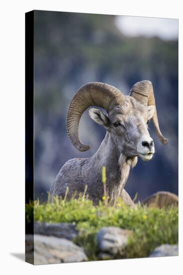 Bighorn sheep, Glacier National Park, Montana, USA-Yitzi Kessock-Stretched Canvas