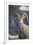 Bighorn sheep, Glacier National Park, Montana, USA-Yitzi Kessock-Framed Premium Photographic Print