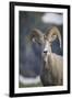 Bighorn sheep, Glacier National Park, Montana, USA-Yitzi Kessock-Framed Premium Photographic Print