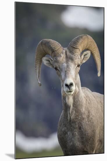 Bighorn sheep, Glacier National Park, Montana, USA-Yitzi Kessock-Mounted Premium Photographic Print