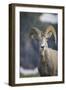 Bighorn sheep, Glacier National Park, Montana, USA-Yitzi Kessock-Framed Photographic Print