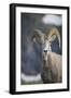 Bighorn sheep, Glacier National Park, Montana, USA-Yitzi Kessock-Framed Photographic Print