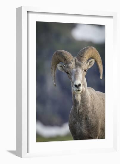 Bighorn sheep, Glacier National Park, Montana, USA-Yitzi Kessock-Framed Photographic Print