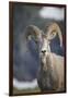 Bighorn sheep, Glacier National Park, Montana, USA-Yitzi Kessock-Framed Premium Photographic Print