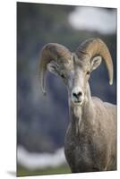 Bighorn sheep, Glacier National Park, Montana, USA-Yitzi Kessock-Mounted Premium Photographic Print
