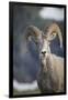 Bighorn sheep, Glacier National Park, Montana, USA-Yitzi Kessock-Framed Premium Photographic Print