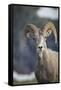 Bighorn sheep, Glacier National Park, Montana, USA-Yitzi Kessock-Framed Stretched Canvas