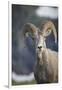 Bighorn sheep, Glacier National Park, Montana, USA-Yitzi Kessock-Framed Photographic Print