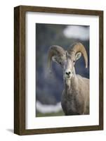 Bighorn sheep, Glacier National Park, Montana, USA-Yitzi Kessock-Framed Photographic Print