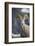 Bighorn sheep, Glacier National Park, Montana, USA-Yitzi Kessock-Framed Photographic Print