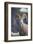 Bighorn sheep, Glacier National Park, Montana, USA-Yitzi Kessock-Framed Photographic Print