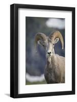 Bighorn sheep, Glacier National Park, Montana, USA-Yitzi Kessock-Framed Photographic Print