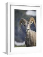 Bighorn sheep, Glacier National Park, Montana, USA-Yitzi Kessock-Framed Photographic Print