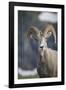 Bighorn sheep, Glacier National Park, Montana, USA-Yitzi Kessock-Framed Photographic Print