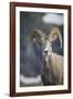 Bighorn sheep, Glacier National Park, Montana, USA-Yitzi Kessock-Framed Photographic Print