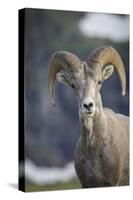 Bighorn sheep, Glacier National Park, Montana, USA-Yitzi Kessock-Stretched Canvas