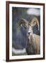 Bighorn sheep, Glacier National Park, Montana, USA-Yitzi Kessock-Framed Photographic Print