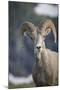 Bighorn sheep, Glacier National Park, Montana, USA-Yitzi Kessock-Mounted Photographic Print