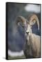 Bighorn sheep, Glacier National Park, Montana, USA-Yitzi Kessock-Framed Stretched Canvas