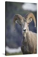 Bighorn sheep, Glacier National Park, Montana, USA-Yitzi Kessock-Stretched Canvas