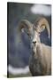 Bighorn sheep, Glacier National Park, Montana, USA-Yitzi Kessock-Stretched Canvas