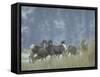 Bighorn Sheep Grazing in Idaho Primitive Area-John Dominis-Framed Stretched Canvas