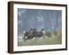 Bighorn Sheep Grazing in Idaho Primitive Area-John Dominis-Framed Photographic Print