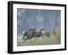 Bighorn Sheep Grazing in Idaho Primitive Area-John Dominis-Framed Photographic Print