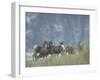 Bighorn Sheep Grazing in Idaho Primitive Area-John Dominis-Framed Photographic Print