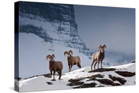 Bighorn Sheep High in the Lewis Range of Glacier National Park, Montana-Steven Gnam-Stretched Canvas