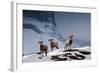 Bighorn Sheep High in the Lewis Range of Glacier National Park, Montana-Steven Gnam-Framed Photographic Print