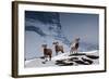 Bighorn Sheep High in the Lewis Range of Glacier National Park, Montana-Steven Gnam-Framed Photographic Print