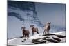 Bighorn Sheep High in the Lewis Range of Glacier National Park, Montana-Steven Gnam-Mounted Photographic Print