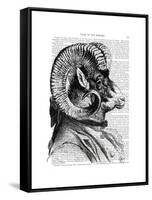 Bighorn Sheep in Suit-Fab Funky-Framed Stretched Canvas