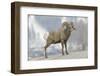 Bighorn sheep in winter. Grand Teton National Park, Wyoming-Adam Jones-Framed Photographic Print