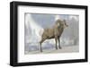 Bighorn sheep in winter. Grand Teton National Park, Wyoming-Adam Jones-Framed Photographic Print