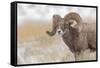 Bighorn sheep in winter. Grand Teton National Park, Wyoming-Adam Jones-Framed Stretched Canvas