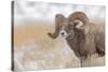 Bighorn sheep in winter. Grand Teton National Park, Wyoming-Adam Jones-Stretched Canvas