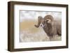 Bighorn sheep in winter. Grand Teton National Park, Wyoming-Adam Jones-Framed Photographic Print