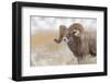 Bighorn sheep in winter. Grand Teton National Park, Wyoming-Adam Jones-Framed Photographic Print