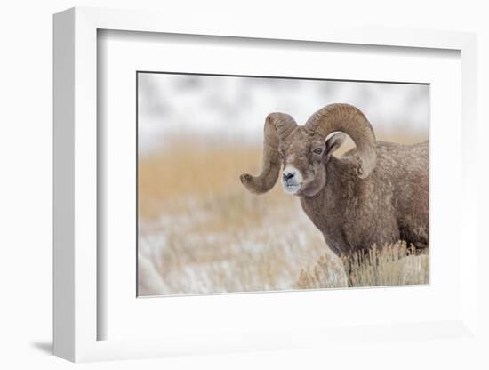 Bighorn sheep in winter. Grand Teton National Park, Wyoming-Adam Jones-Framed Photographic Print