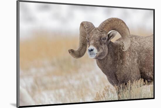 Bighorn sheep in winter. Grand Teton National Park, Wyoming-Adam Jones-Mounted Photographic Print