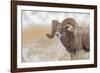 Bighorn sheep in winter. Grand Teton National Park, Wyoming-Adam Jones-Framed Photographic Print