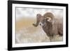 Bighorn sheep in winter. Grand Teton National Park, Wyoming-Adam Jones-Framed Photographic Print