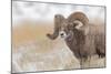 Bighorn sheep in winter. Grand Teton National Park, Wyoming-Adam Jones-Mounted Photographic Print