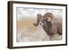 Bighorn sheep in winter. Grand Teton National Park, Wyoming-Adam Jones-Framed Photographic Print