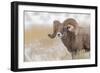 Bighorn sheep in winter. Grand Teton National Park, Wyoming-Adam Jones-Framed Photographic Print