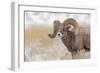 Bighorn sheep in winter. Grand Teton National Park, Wyoming-Adam Jones-Framed Photographic Print